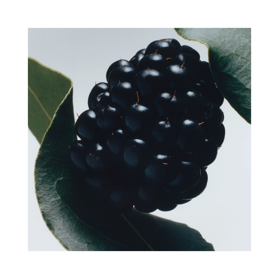 Jo Malone London 黑莓与月桂叶经典香薰蜡烛
