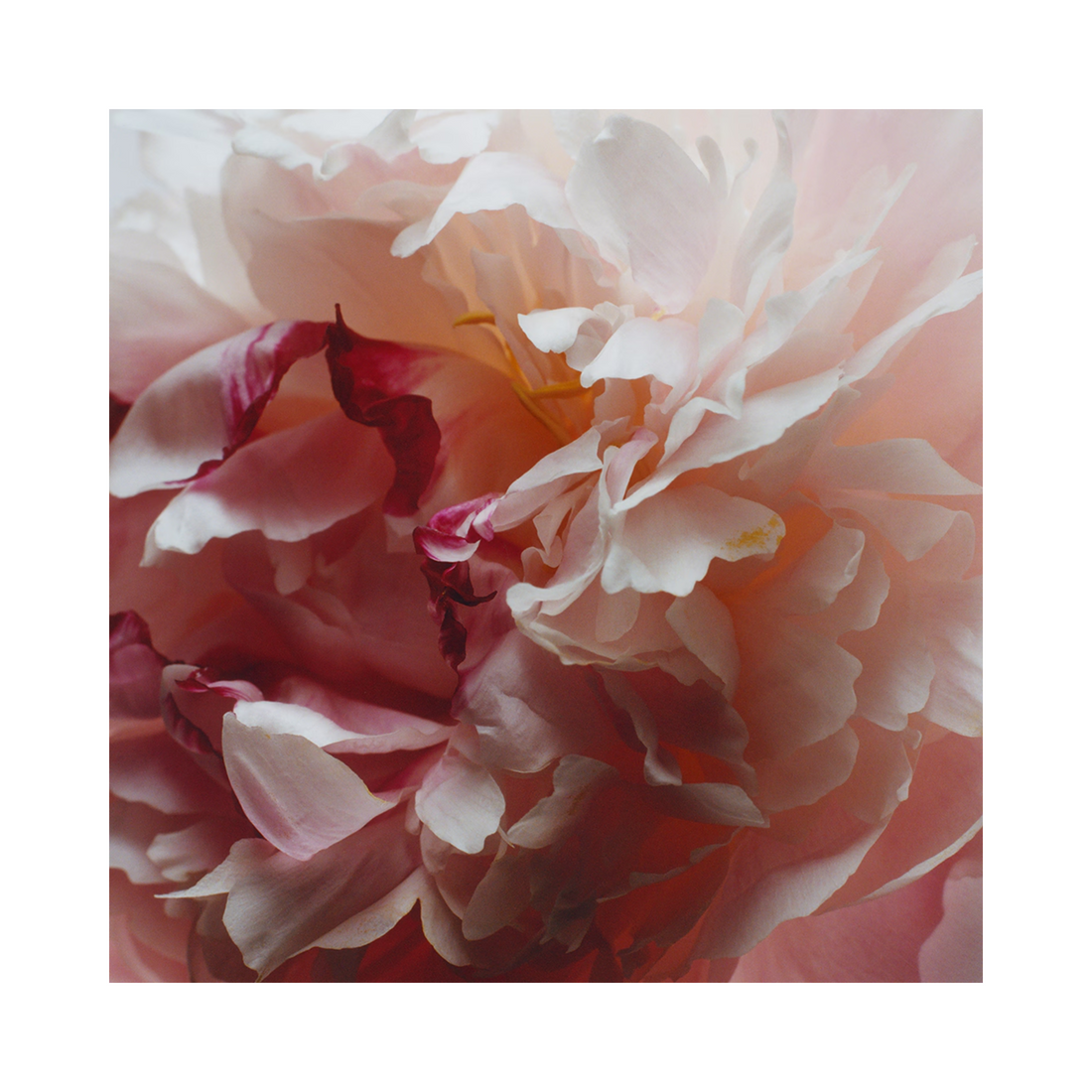Jo Malone London 牡丹与胭红麂绒香薰蜡烛